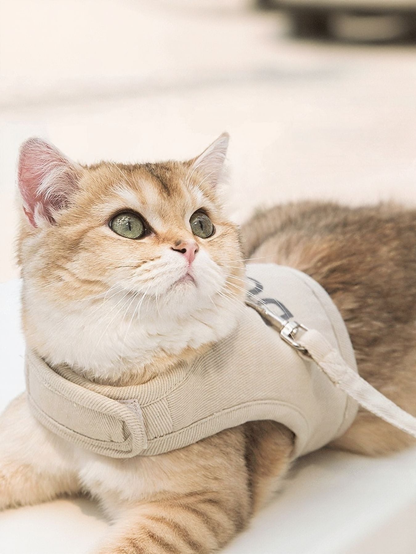 Breathable Pet Harness & Leash Set Secondary image